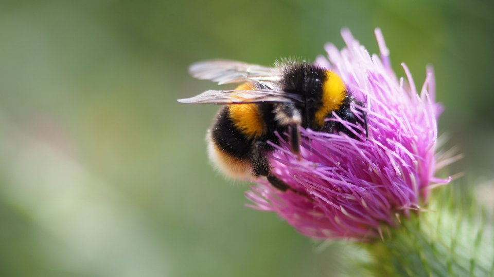 fcv_nieuws_biodiversiteit.jpg
